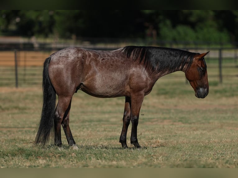 Quarter-ponny Valack 6 år 145 cm Brunskimmel in Joshua, TX