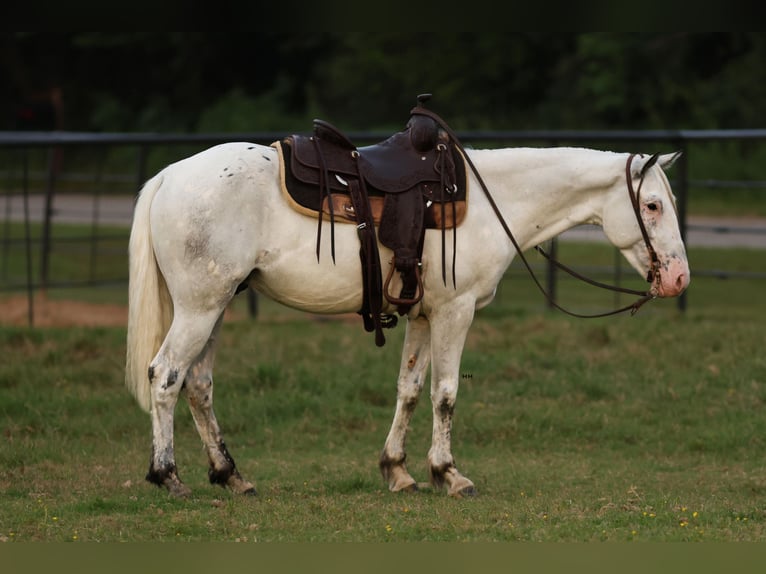 Quarter-ponny Valack 6 år 145 cm in Joshua