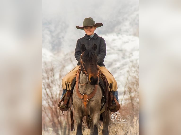 Quarter-ponny Valack 6 år Brunskimmel in Cody, WY