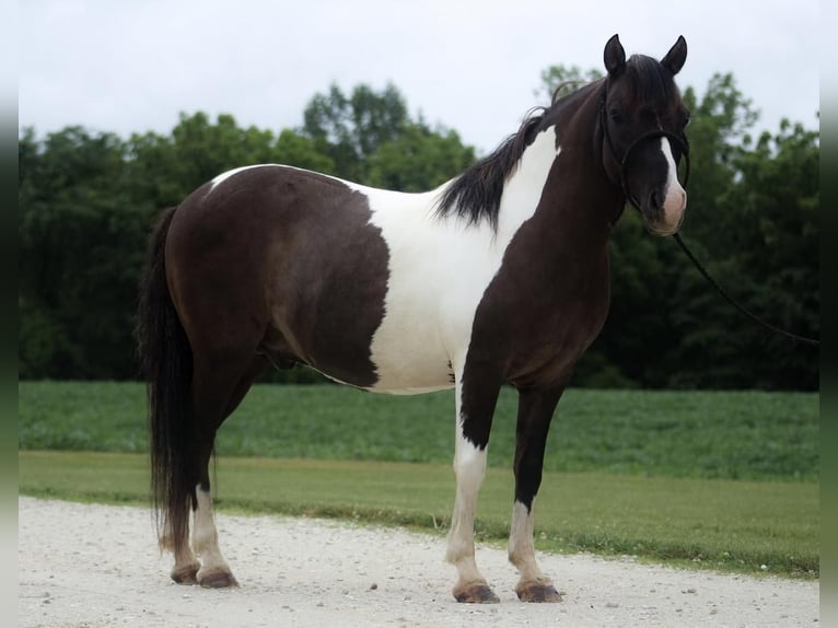 Quarter-ponny Valack 7 år 117 cm Pinto in Grafton, IL