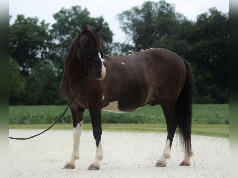 Quarter-ponny Valack 7 år 117 cm Pinto in Grafton, IL