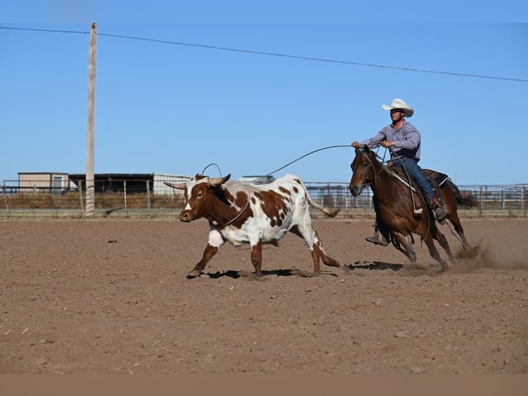 Quarter-ponny Valack 7 år 132 cm Fux in Canyon, TX