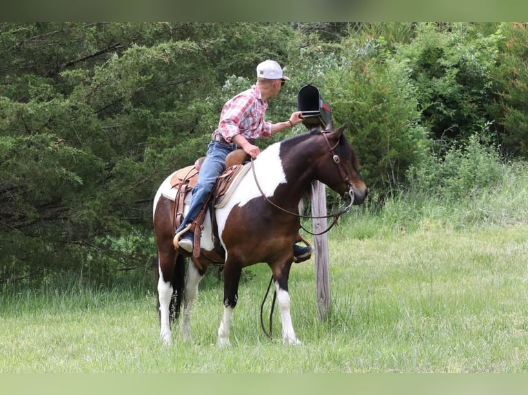 Quarter-ponny Valack 7 år 132 cm in Purdy, MO