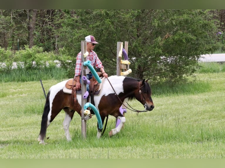 Quarter-ponny Valack 7 år 132 cm in Purdy, MO