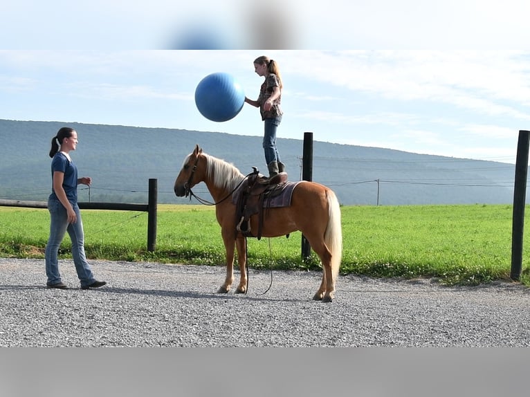 Quarter-ponny Valack 7 år 137 cm Palomino in Rebersburg, PA