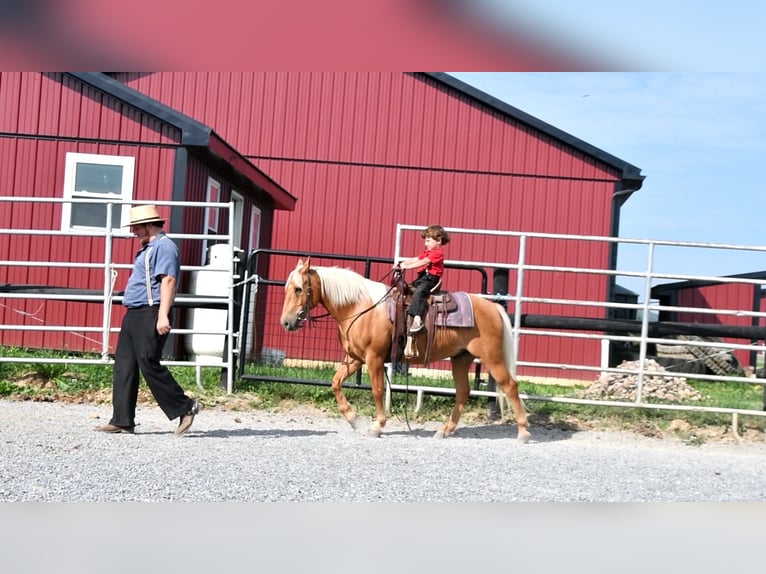 Quarter-ponny Valack 7 år 137 cm Palomino in Rebersburg, PA