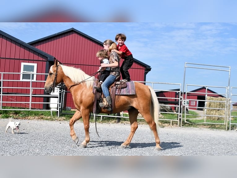 Quarter-ponny Valack 7 år 137 cm Palomino in Rebersburg, PA