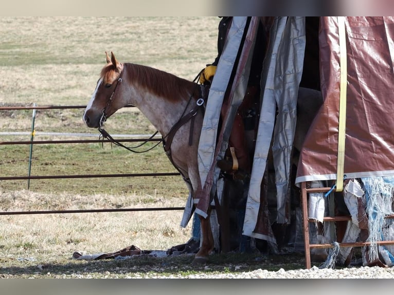 Quarter-ponny Valack 7 år 142 cm Rödskimmel in Mt Vernon, MO