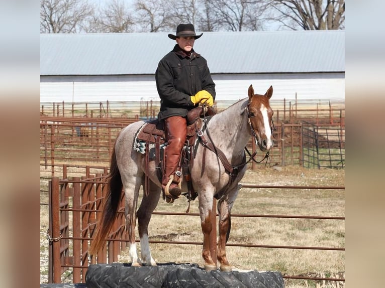 Quarter-ponny Valack 7 år 142 cm Rödskimmel in Mt Vernon, MO