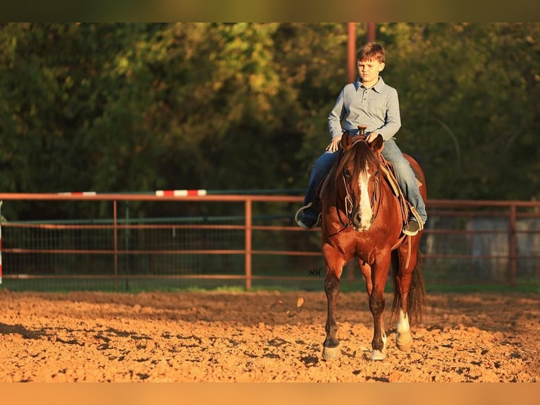 Quarter-ponny Valack 7 år 145 cm Brun in Joshua, TX