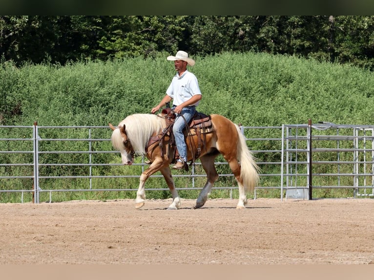 Quarter-ponny Valack 7 år 147 cm in Purdy, MO