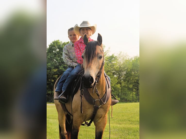 Quarter-ponny Valack 7 år Gulbrun in Warren, IN