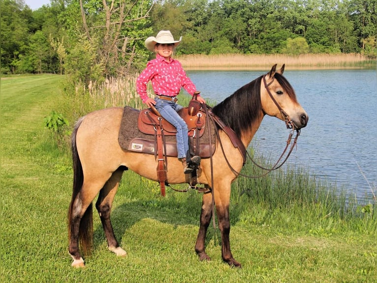Quarter-ponny Valack 7 år Gulbrun in Warren, IN
