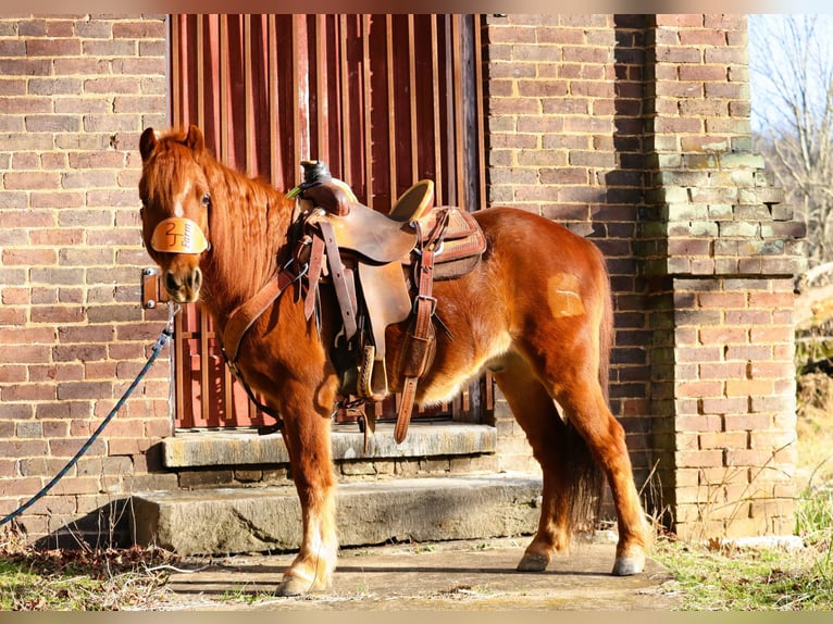 Quarter-ponny Valack 8 år 122 cm Fux in Culleoka