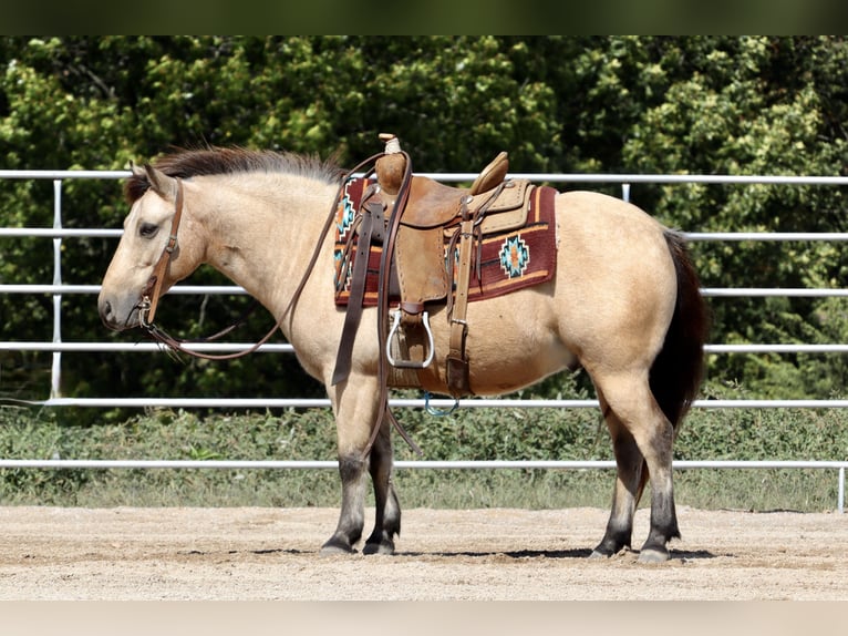 Quarter-ponny Valack 8 år 132 cm Gulbrun in Purdy, MO