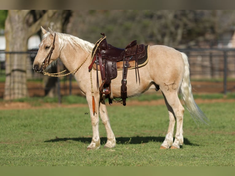 Quarter-ponny Valack 8 år 137 cm Palomino in Joshua, TX
