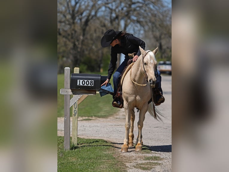 Quarter-ponny Valack 8 år 137 cm Palomino in Joshua, TX