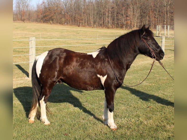 Quarter-ponny Valack 8 år 137 cm Pinto in Warren