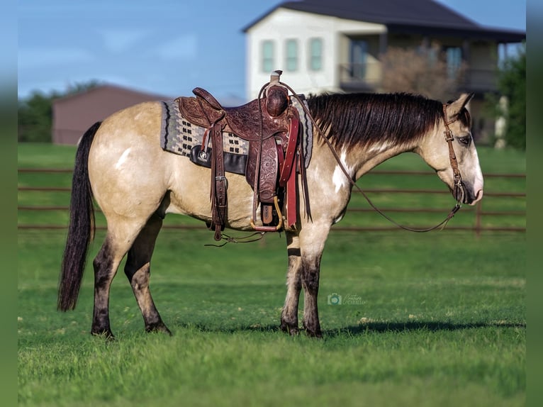 Quarter-ponny Valack 8 år 140 cm Gulbrun in Addison, TX