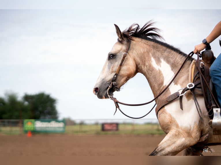 Quarter-ponny Valack 8 år 140 cm Gulbrun in Addison, TX