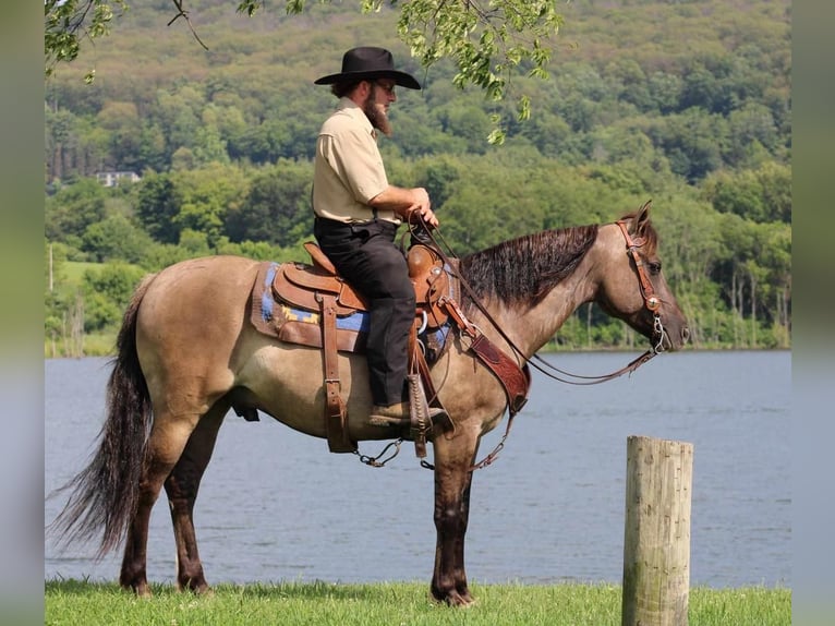 Quarter-ponny Valack 8 år 142 cm Black in Rebersburg, PA
