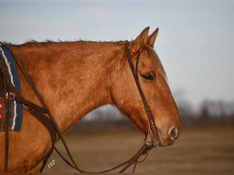 Quarter-ponny Valack 8 år 145 cm Fux med ål in Weatherford, TX