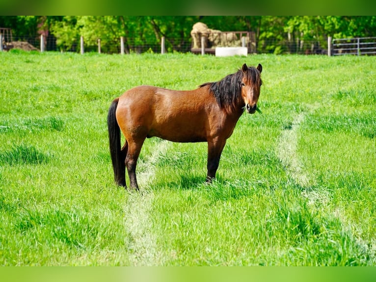 Quarter-ponny Valack 8 år Brun in Valley Springs, SD