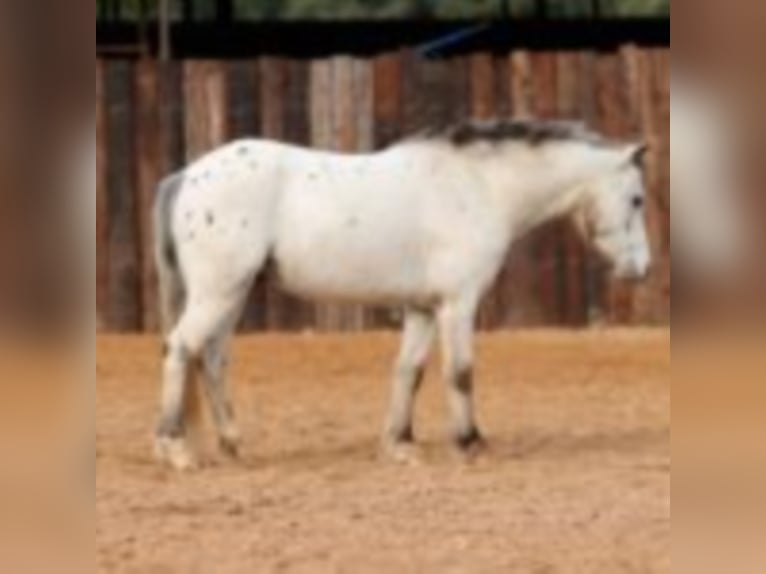 Quarter-ponny Valack 9 år 104 cm Vit in Joshua TX