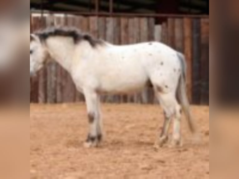 Quarter-ponny Valack 9 år 104 cm Vit in Joshua TX