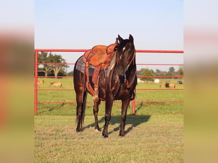 Quarter-ponny Valack 9 år 130 cm Svart in Grand Saline