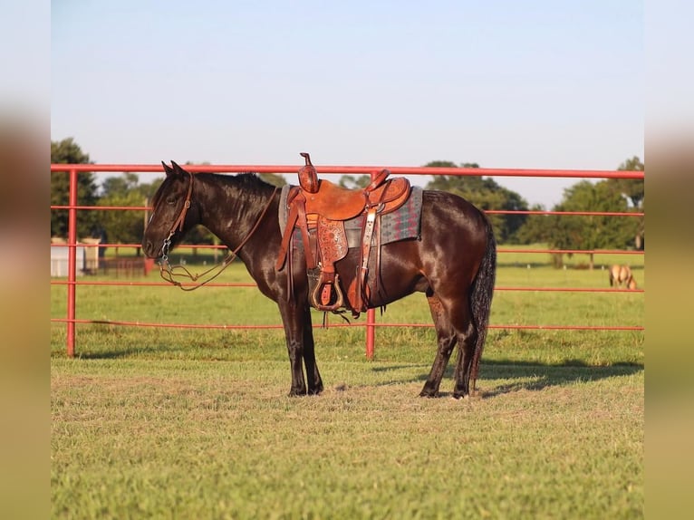 Quarter-ponny Valack 9 år 130 cm Svart in Grand Saline