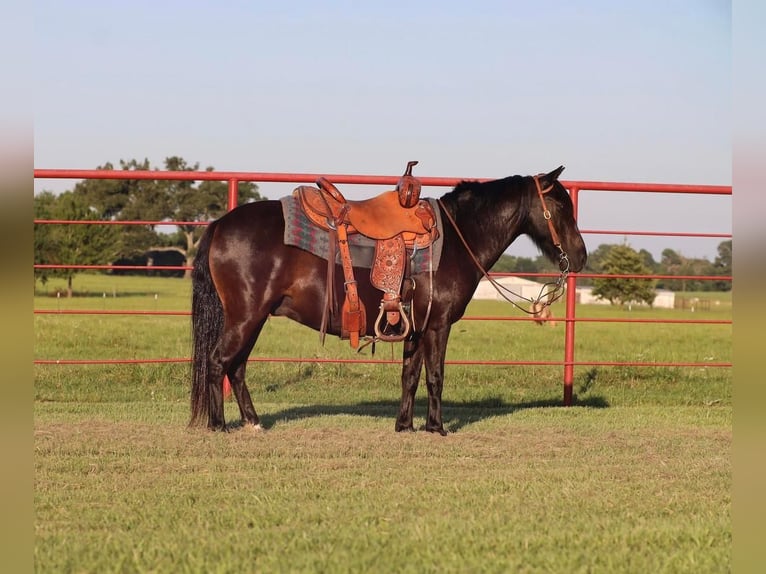 Quarter-ponny Valack 9 år 130 cm Svart in Grand Saline