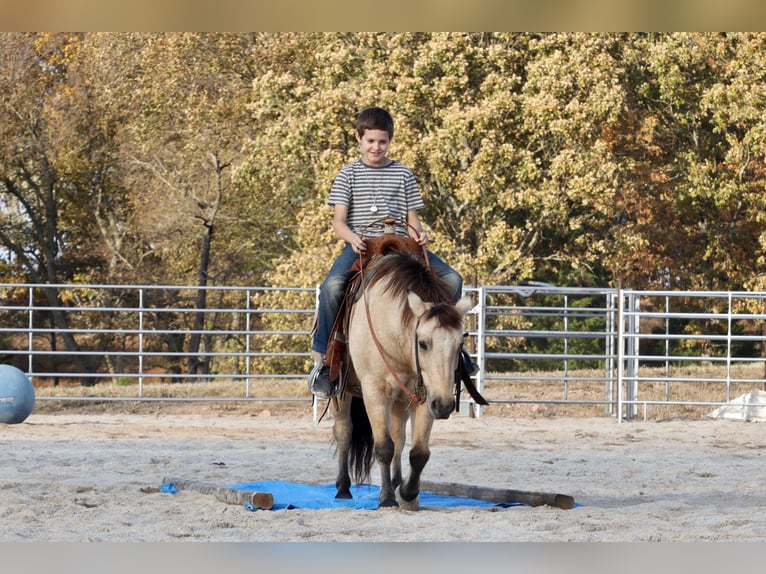 Quarter-ponny Valack 9 år 132 cm Gulbrun in Purdy, MO