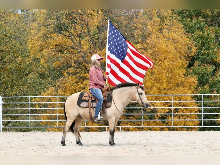 Quarter-ponny Valack 9 år 132 cm Gulbrun in Purdy, MO
