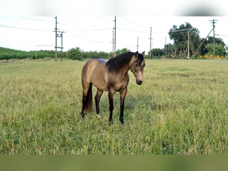 Quarter-ponny Valack 9 år 132 cm in Waterford, CA
