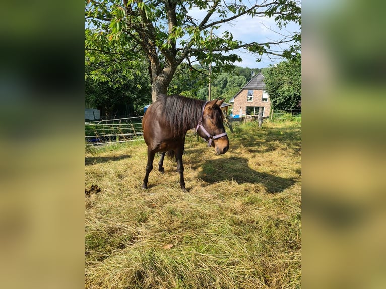 Quarter-ponny Blandning Valack 9 år 136 cm Rökfärgad svart in Burscheid