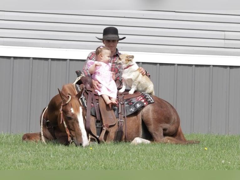 Quarter-ponny Valack 9 år 140 cm Rödskimmel in Mt Vernon, MO