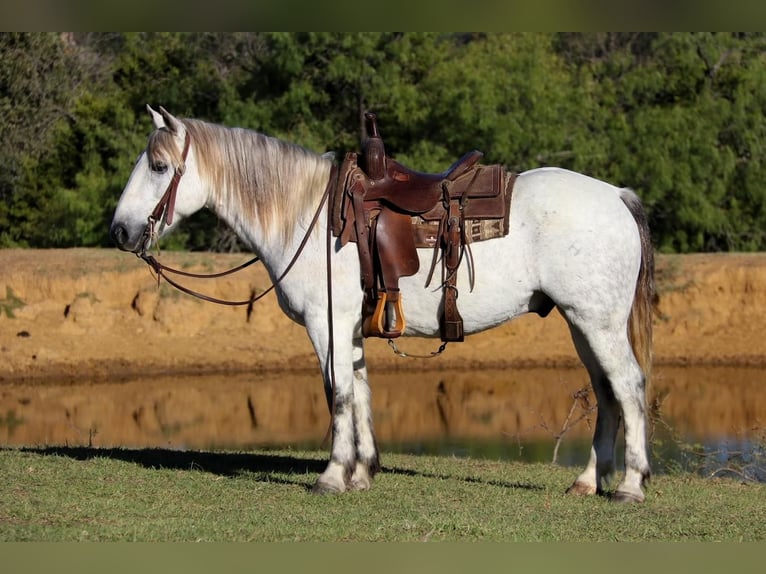 Quarter-ponny Valack 9 år 142 cm Grå in Joshua, TX