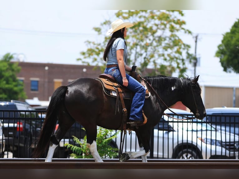 Quarter-ponny Valack 9 år 142 cm in Joshua, TX