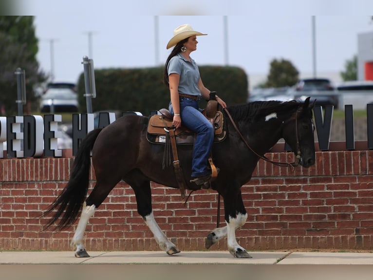 Quarter-ponny Valack 9 år 142 cm in Joshua, TX