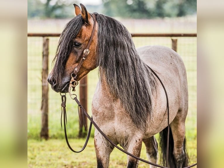 Quarter-ponny Valack 9 år Brunskimmel in Lipan, TX