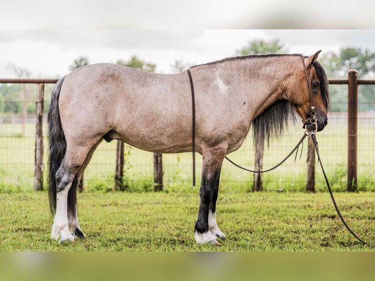 Quarter-ponny Valack 9 år Brunskimmel in Lipan, TX