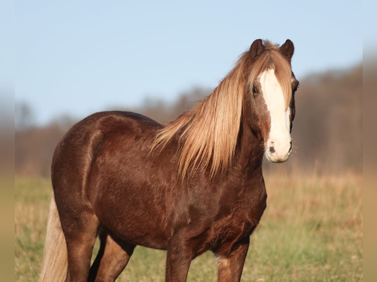 Quarter Pony Castrone 10 Anni 122 cm Roano rosso in Brodhead