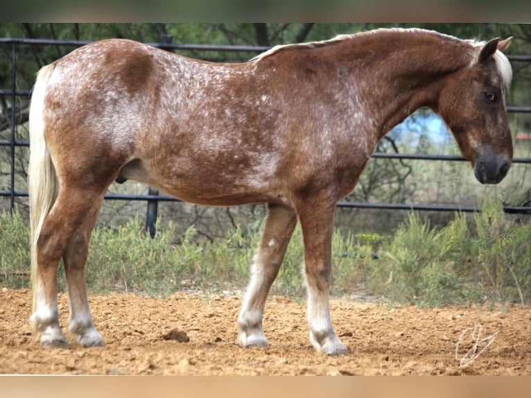 Quarter Pony Castrone 10 Anni 130 cm Sauro ciliegia in Granbury