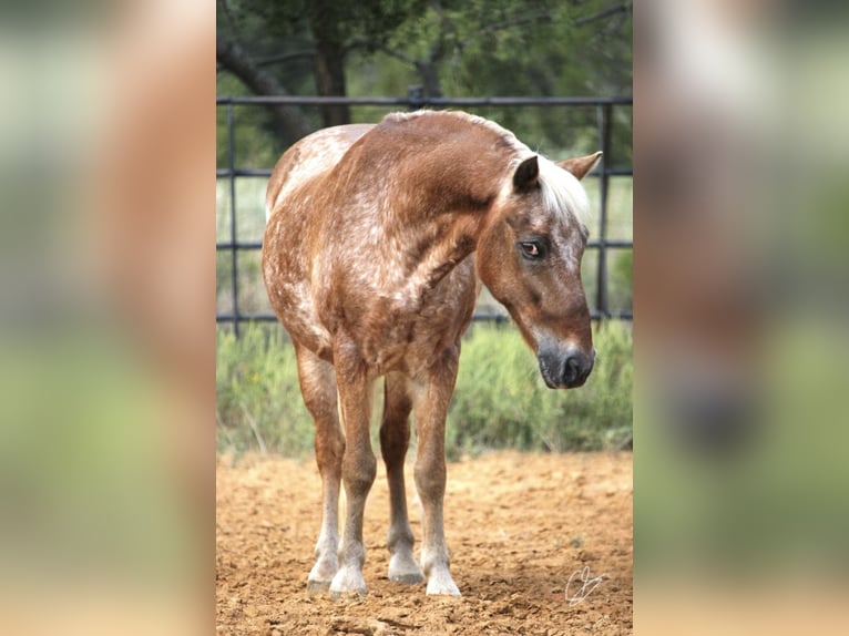 Quarter Pony Castrone 10 Anni 130 cm Sauro ciliegia in Granbury