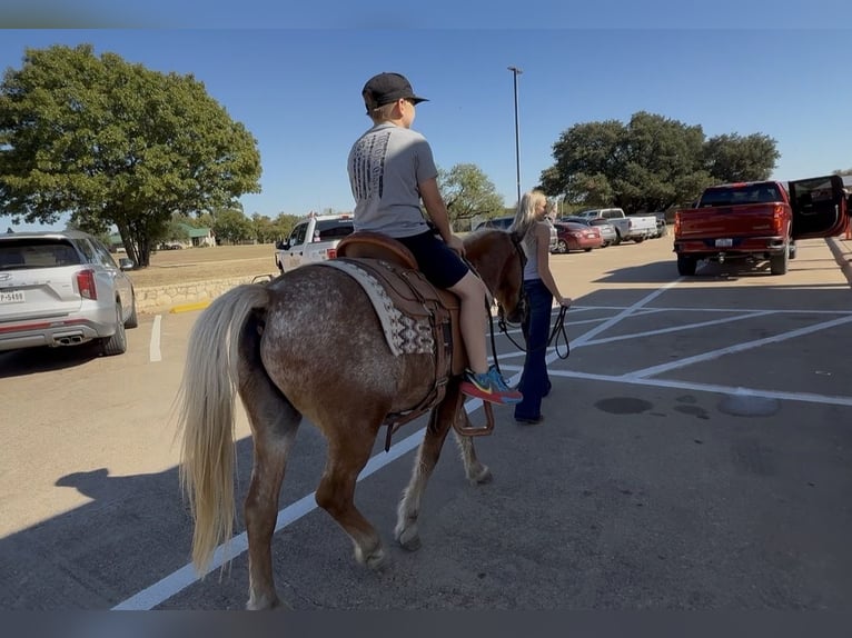 Quarter Pony Castrone 10 Anni 130 cm Sauro ciliegia in Granbury