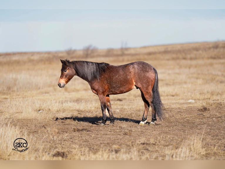 Quarter Pony Castrone 10 Anni 132 cm Baio roano in Canyon