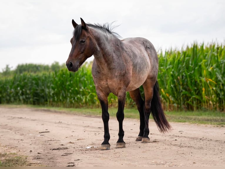 Quarter Pony Castrone 10 Anni 132 cm Roano blu in Joy