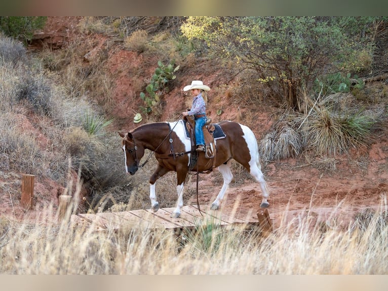 Quarter Pony Castrone 10 Anni 142 cm Pezzato in Canyon