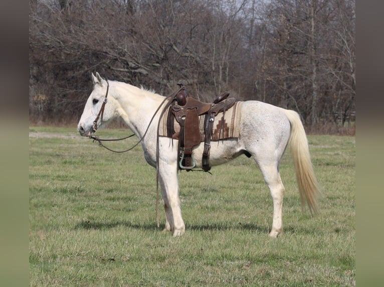 Quarter Pony Castrone 10 Anni 142 cm Tobiano-tutti i colori in Charleston